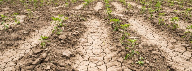 AFIP estableció requisitos para que afectados por la sequía puedan acceder a beneficios