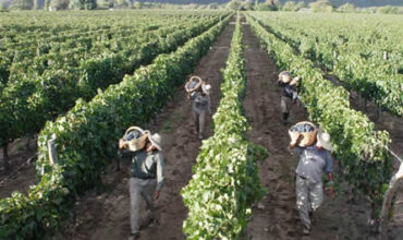 Bodegas reclaman «mantener la actividad a un nivel mínimo de subsistencia» durante el aislamiento