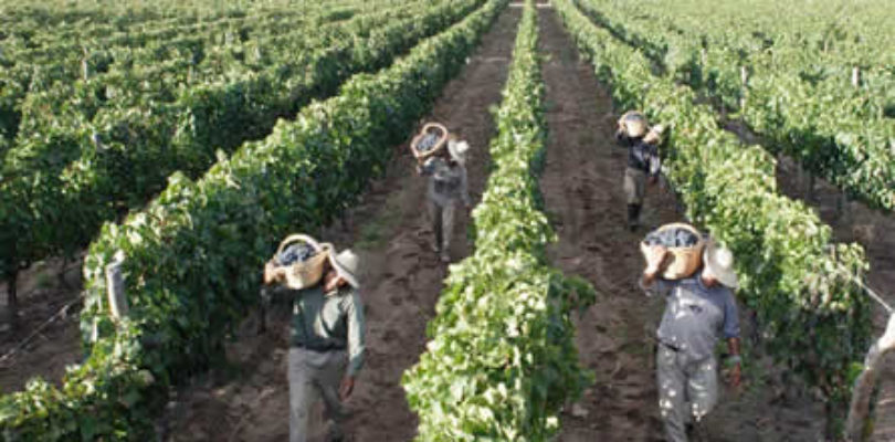 Bodegas reclaman «mantener la actividad a un nivel mínimo de subsistencia» durante el aislamiento