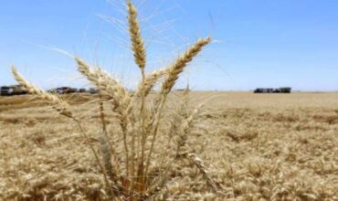 Por la sequía podría faltar trigo para exportar ya comprometido