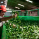 Yerba mate: Argentina se convirtió en el mayor exportador mundial, pero los productores no llegan a cubrir los costos