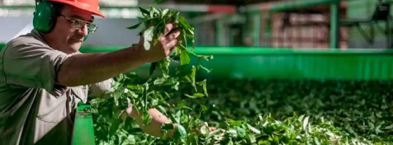 Yerba mate: Argentina se convirtió en el mayor exportador mundial, pero los productores no llegan a cubrir los costos