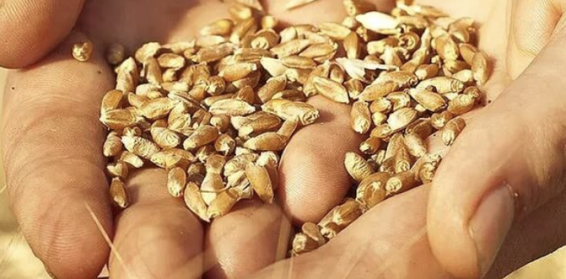 Semillas: el Gobierno oficializó un nuevo protocolo para proteger la propiedad intelectual