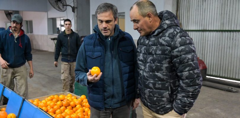 Una provincia le reclama al Gobierno avances para vender cítricos a EEUU por más de US$ 20 millones